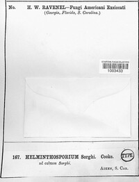 Helminthosporium sorghi image